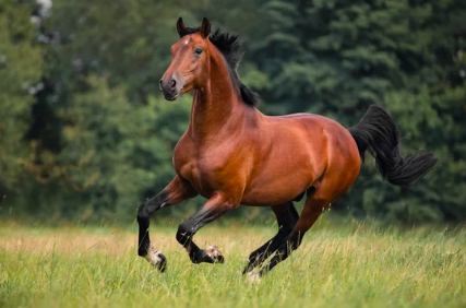 Horse pic 1