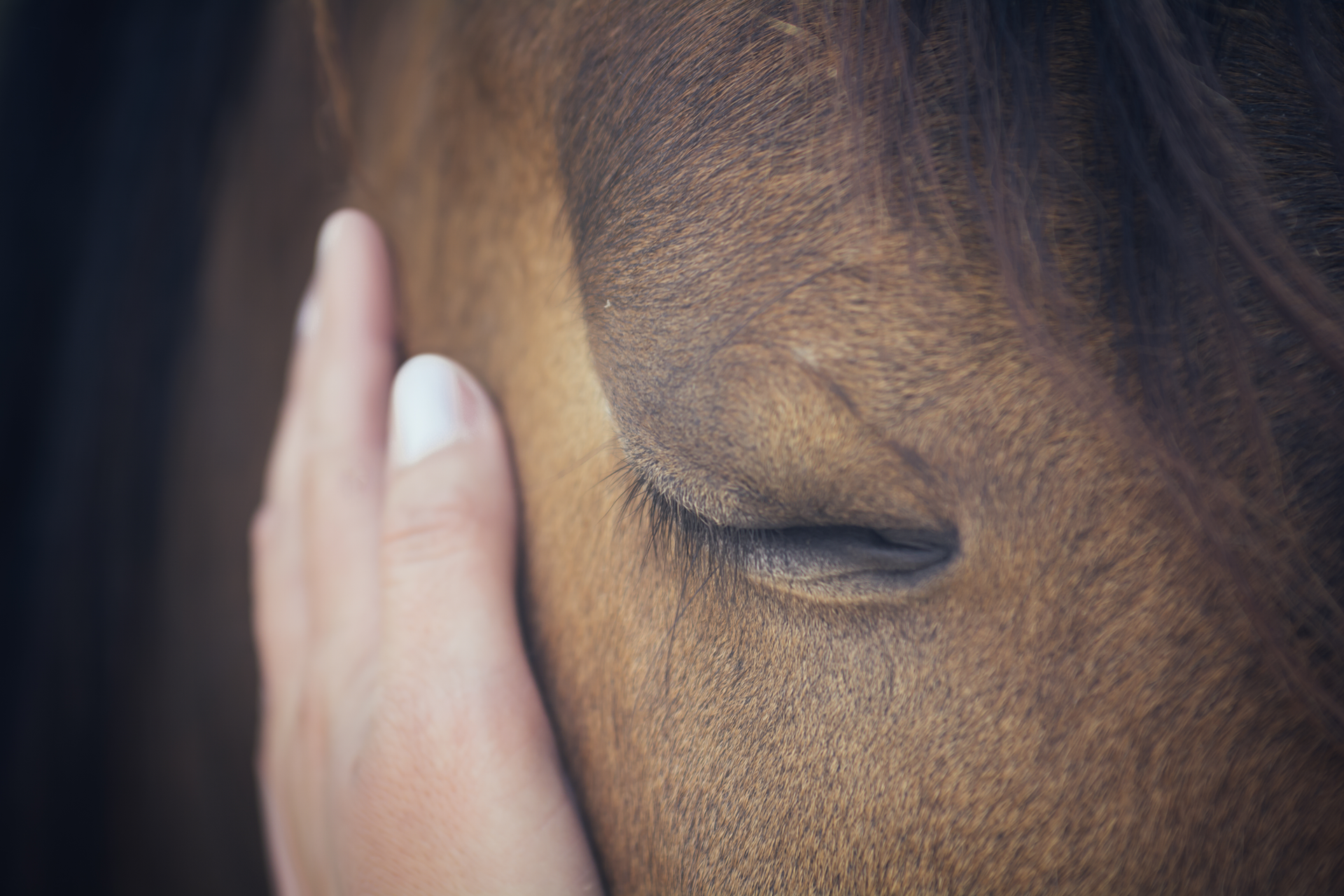 horsehandsmall