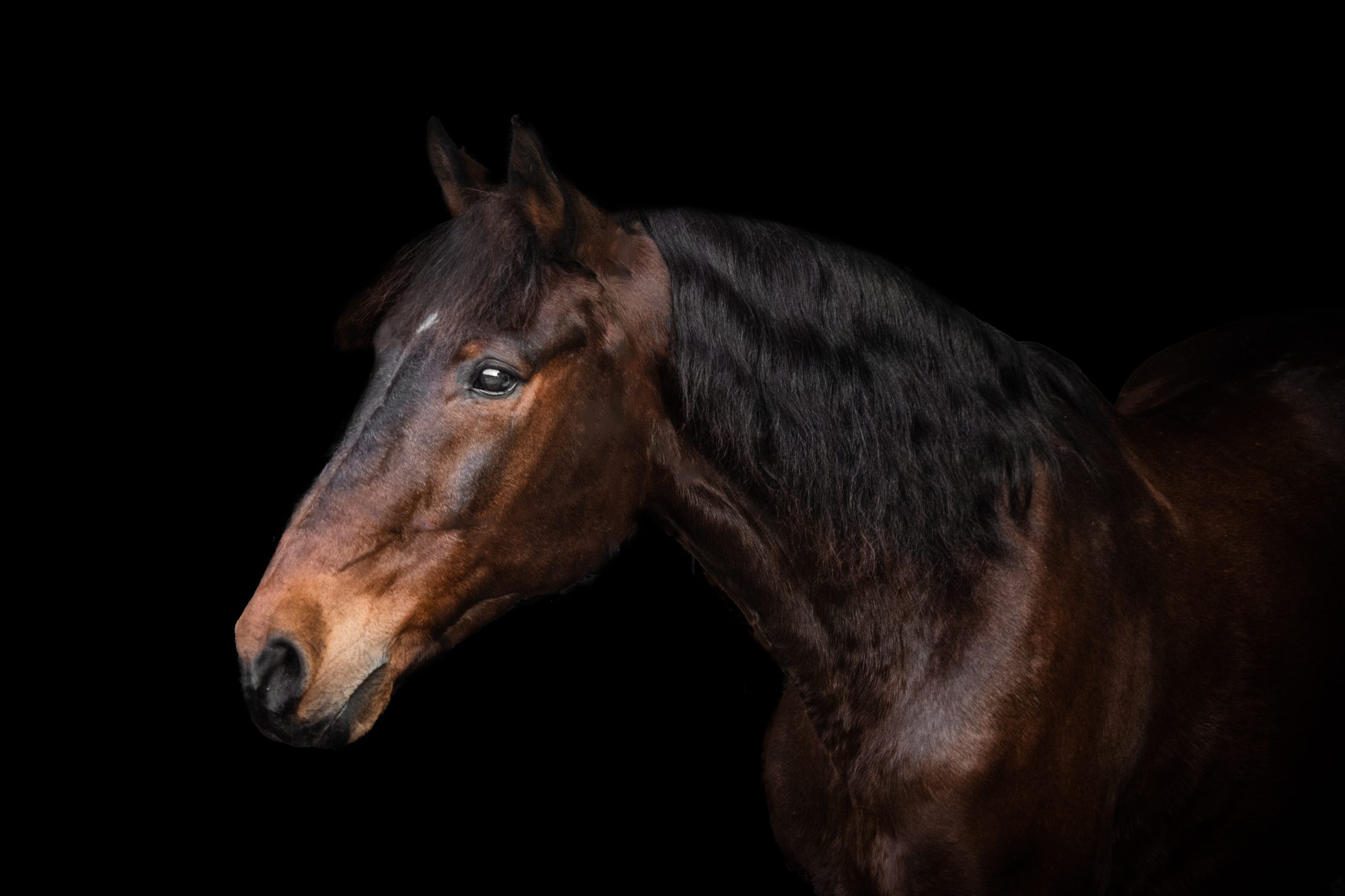 Black,Background,Horse,Portrait,Head